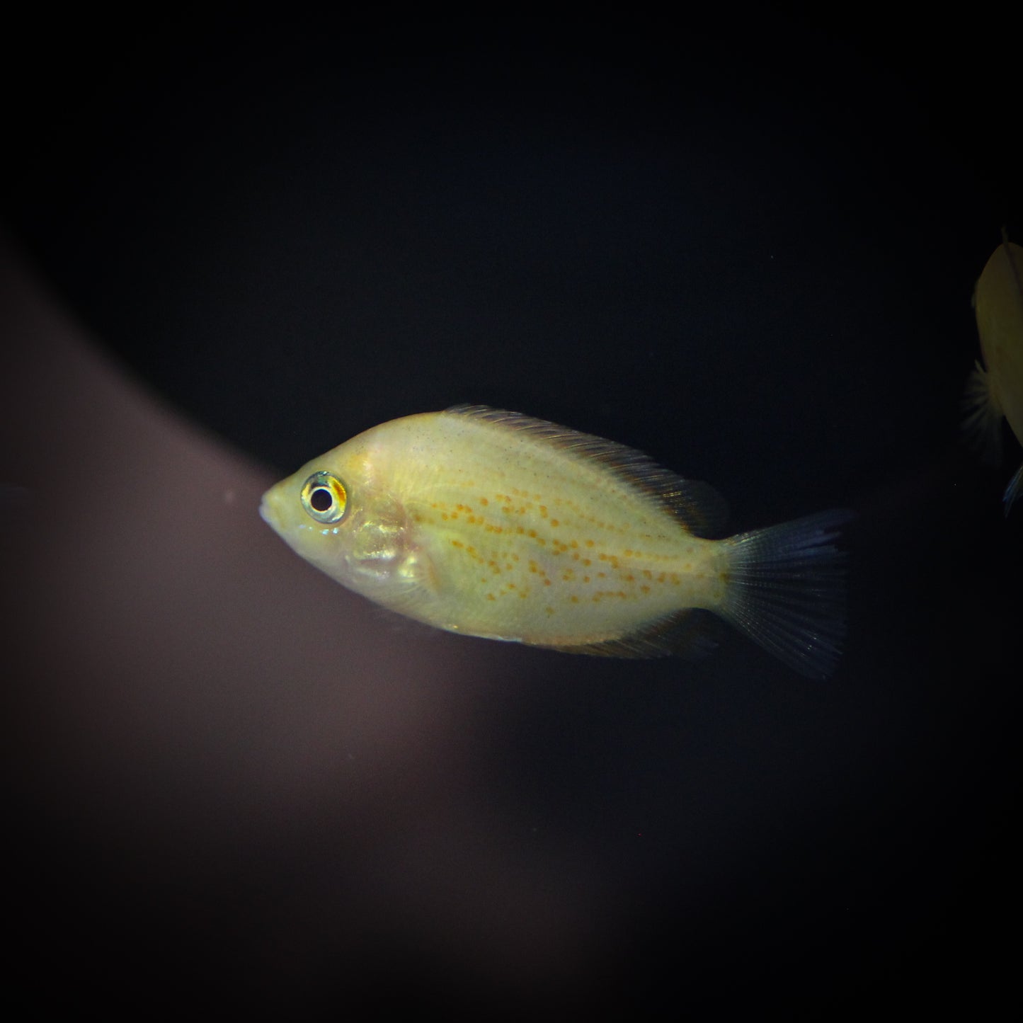 Red Chromide Cichlid