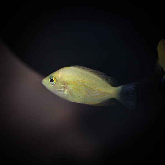 Red Chromide Cichlid