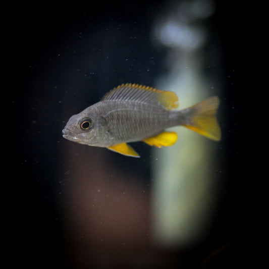 Red Fin Borleyi Peacock Cichlid