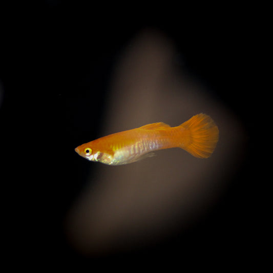 Red Flamingo Guppy