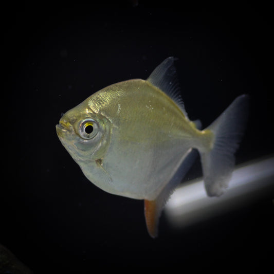Red Hook Silver Dollar (Myloplus rubripinnis)