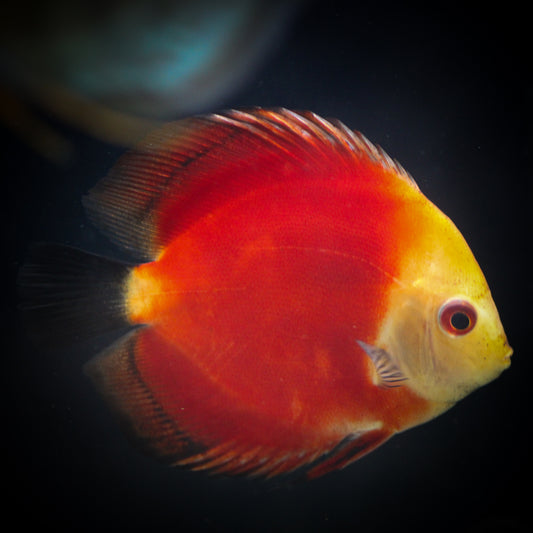 Red Melon Discus