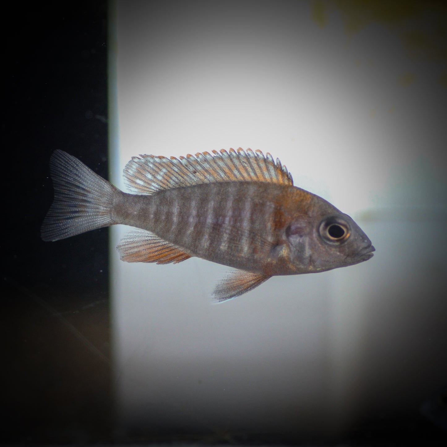 Red Peacock Cichlid