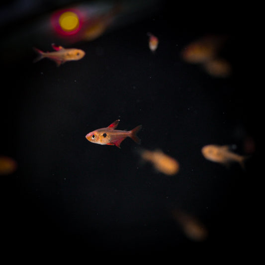 Red Phantom Tetra (Hyphessobrycon Sweglesi)