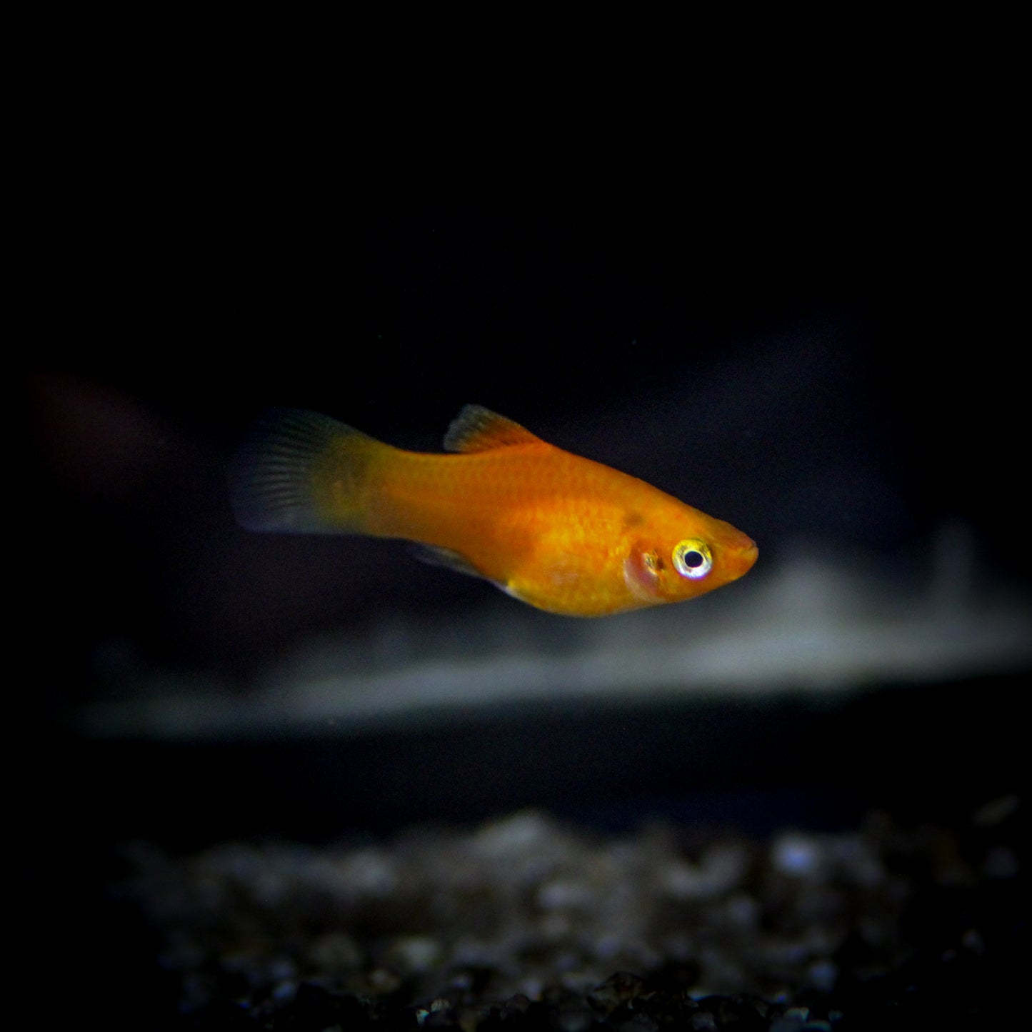 Red Platy