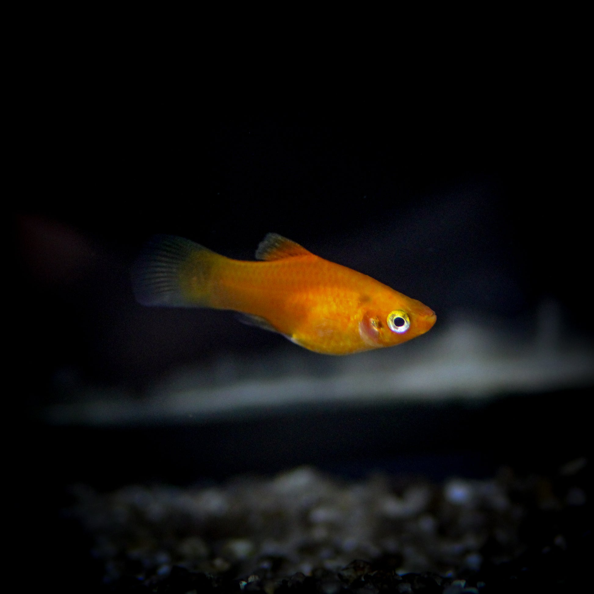 Red Platy