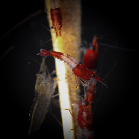 Red Rili Shrimp