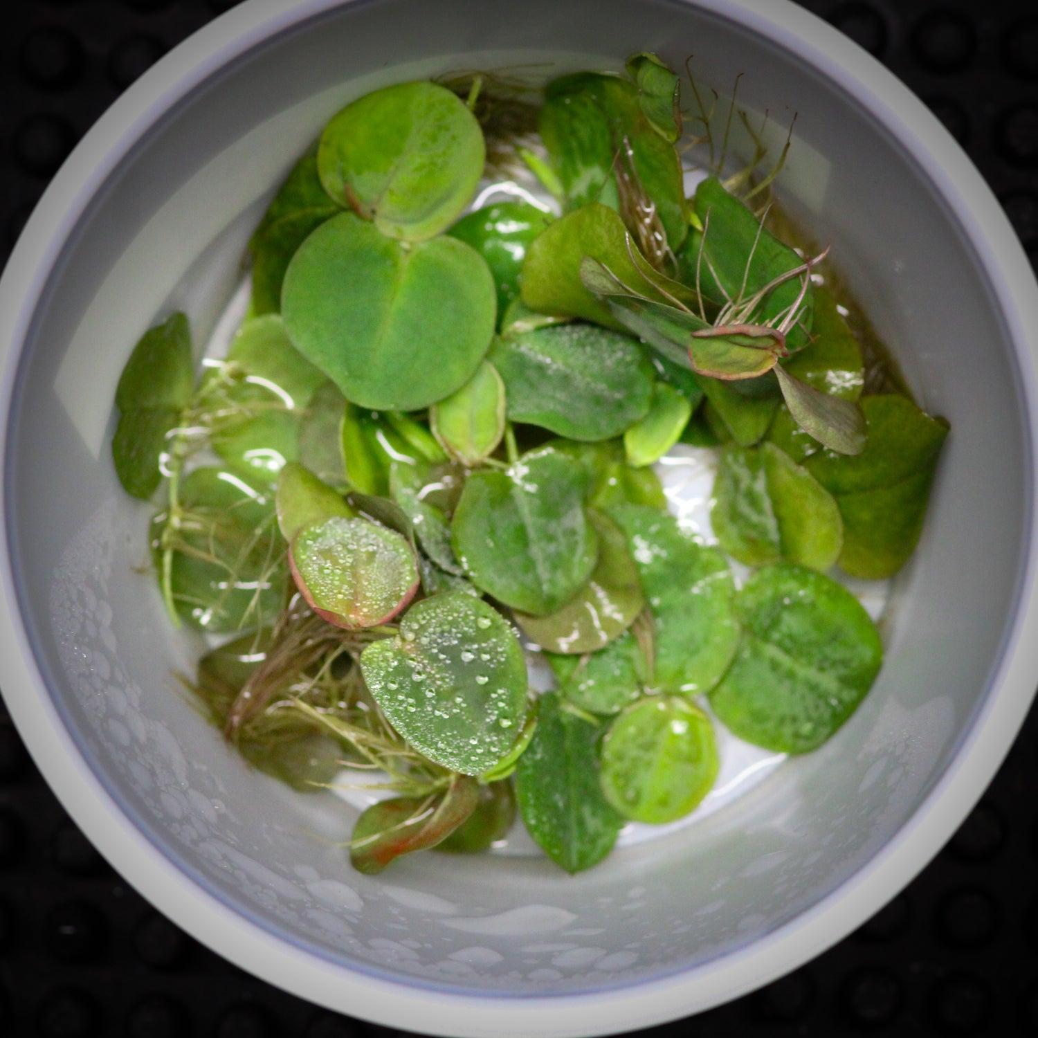 Red Root Floaters (Phyllanthus Fluitan)