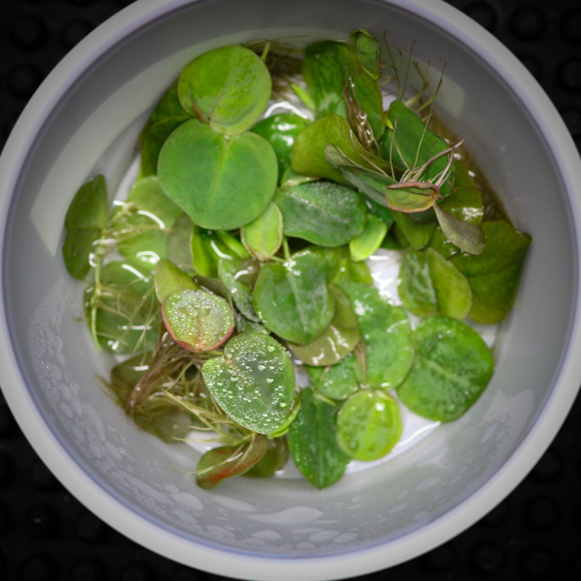 Red Root Floaters (Phyllanthus Fluitan)