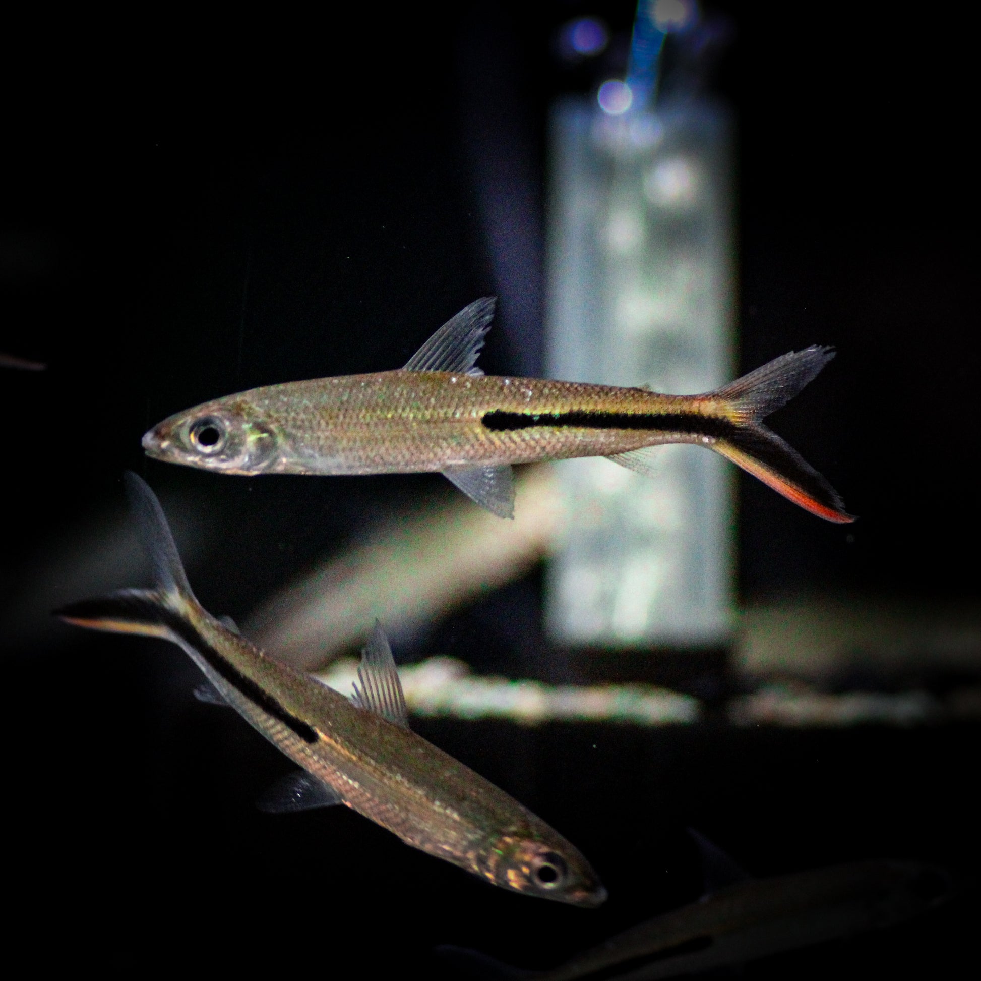 Red Tail Hemiodus Tetra (Hemiodus Gracilis)