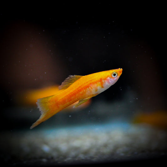 Red Velvet Swordtail