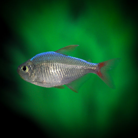 Red and Blue Colombian Tetra