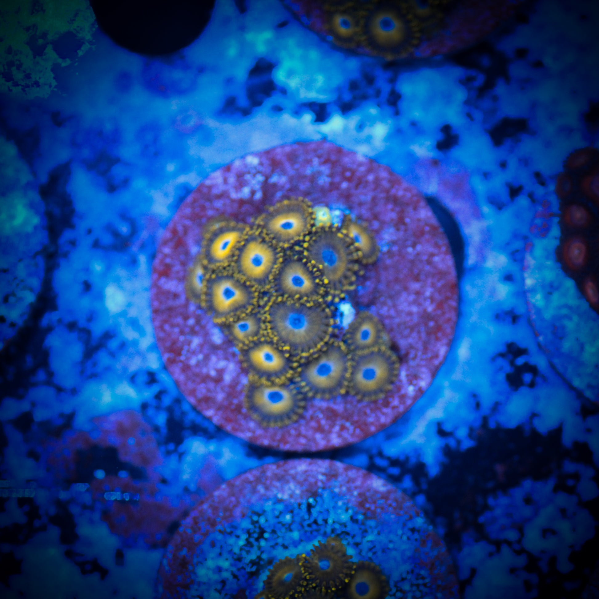 Reverse Pikachu Zoa