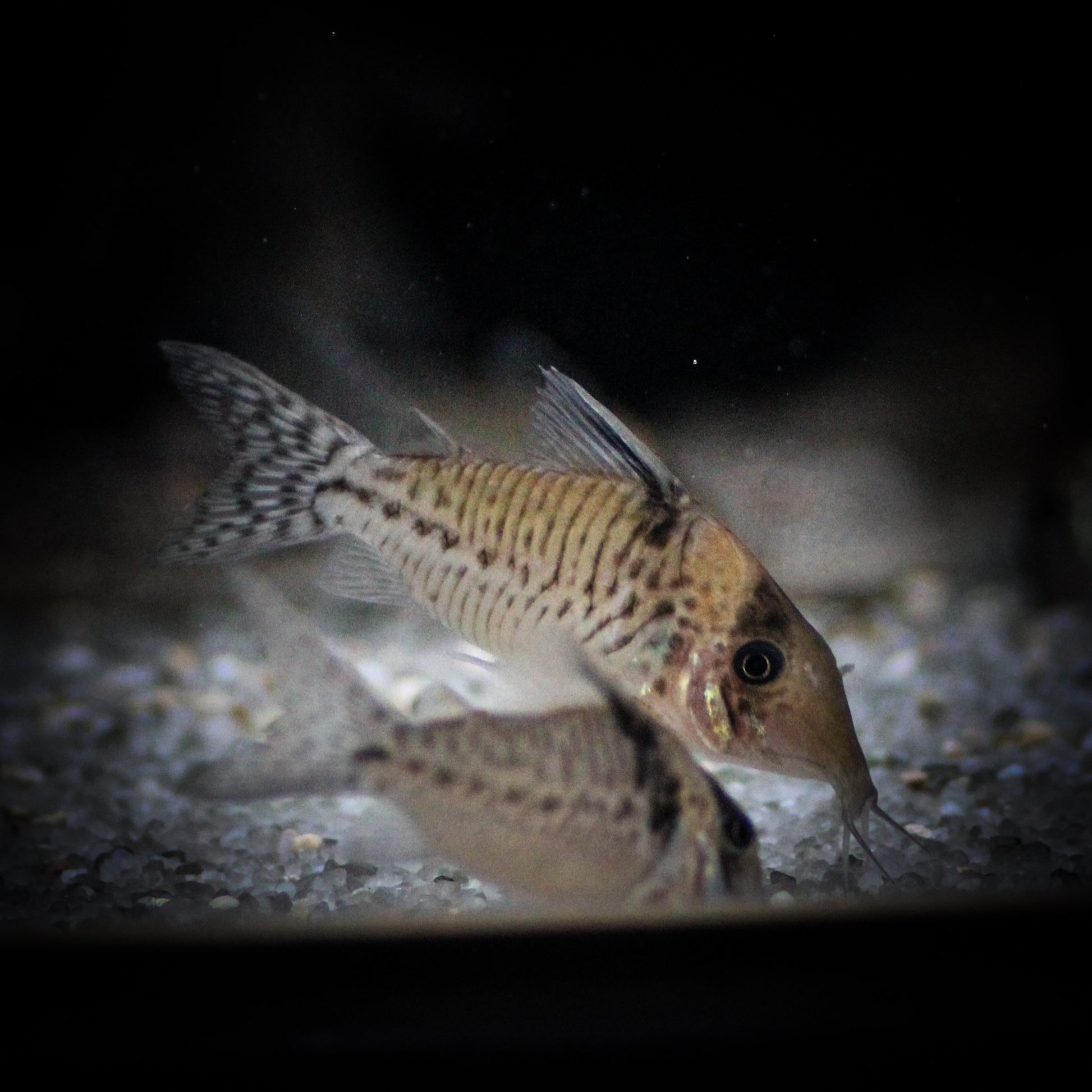 Robust Corydoras (Corydoras Robustus)