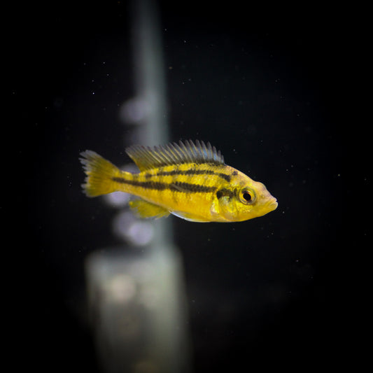 Rock Kribensis (Paralabidochromis sauvagei)