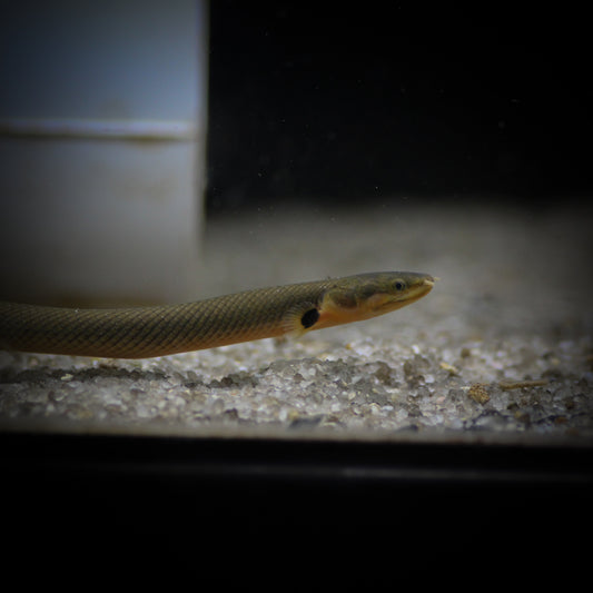 Rope Fish
