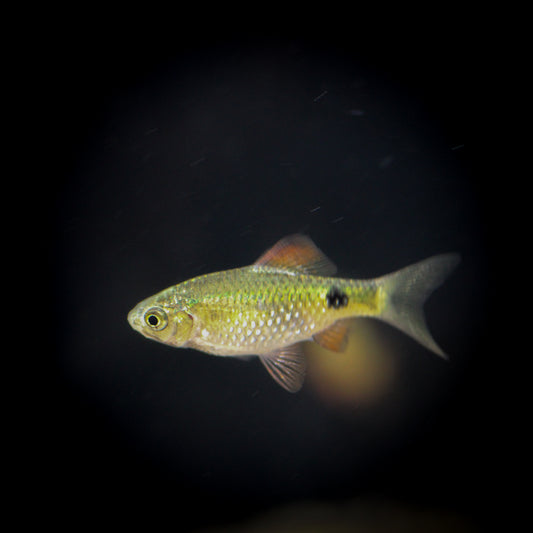 Rosy Barb