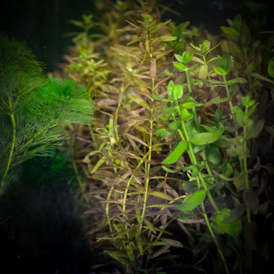 Rotala Indica (Rotala Rotundifolia)