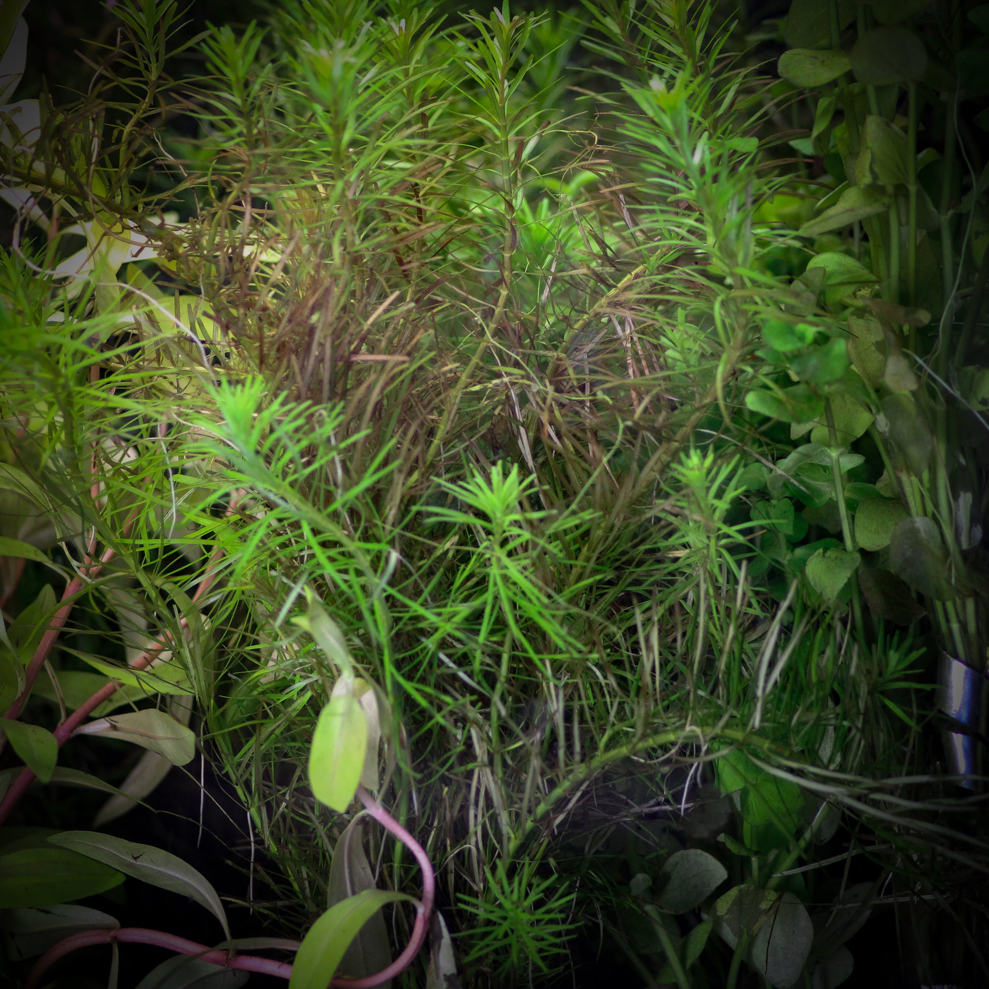 Rotala Nanjenshan (Rotala Nanjenshan)