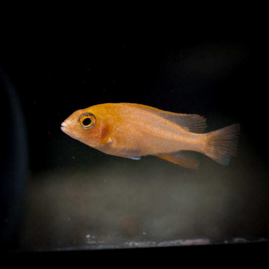 Ruby Crystal Peacock Cichlid