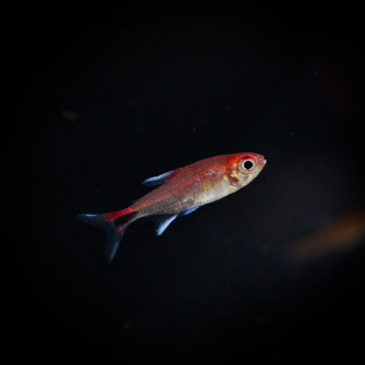 Ruby Tetra (Axelrodia Riesei)