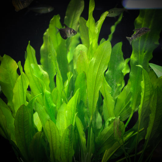 Ruffle Sword (Echinodorus Martii)