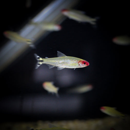 Rummy Nose Tetra (Hemigrammus Bleheri)