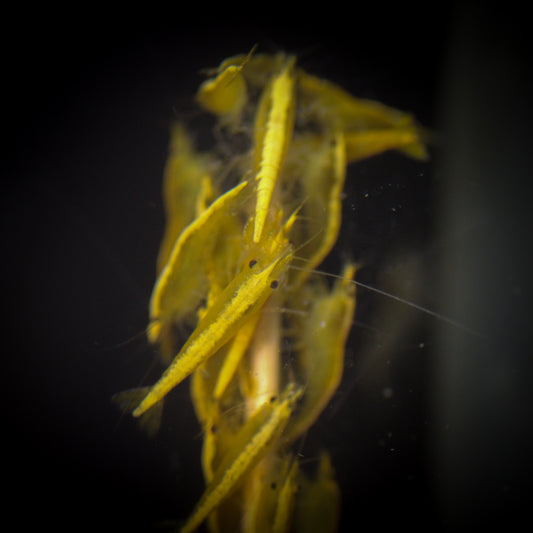 SS 24K Gold Shrimp