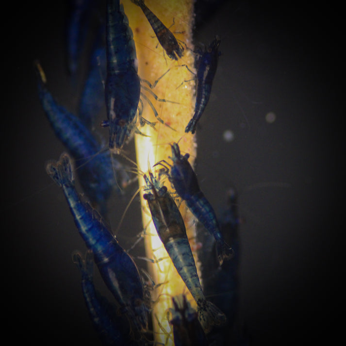 SS Blue Dream Shrimp (Neocaridina davidi) – ShopHAW