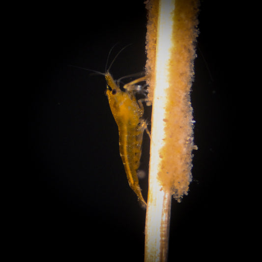SS Orange Sunkist Shrimp