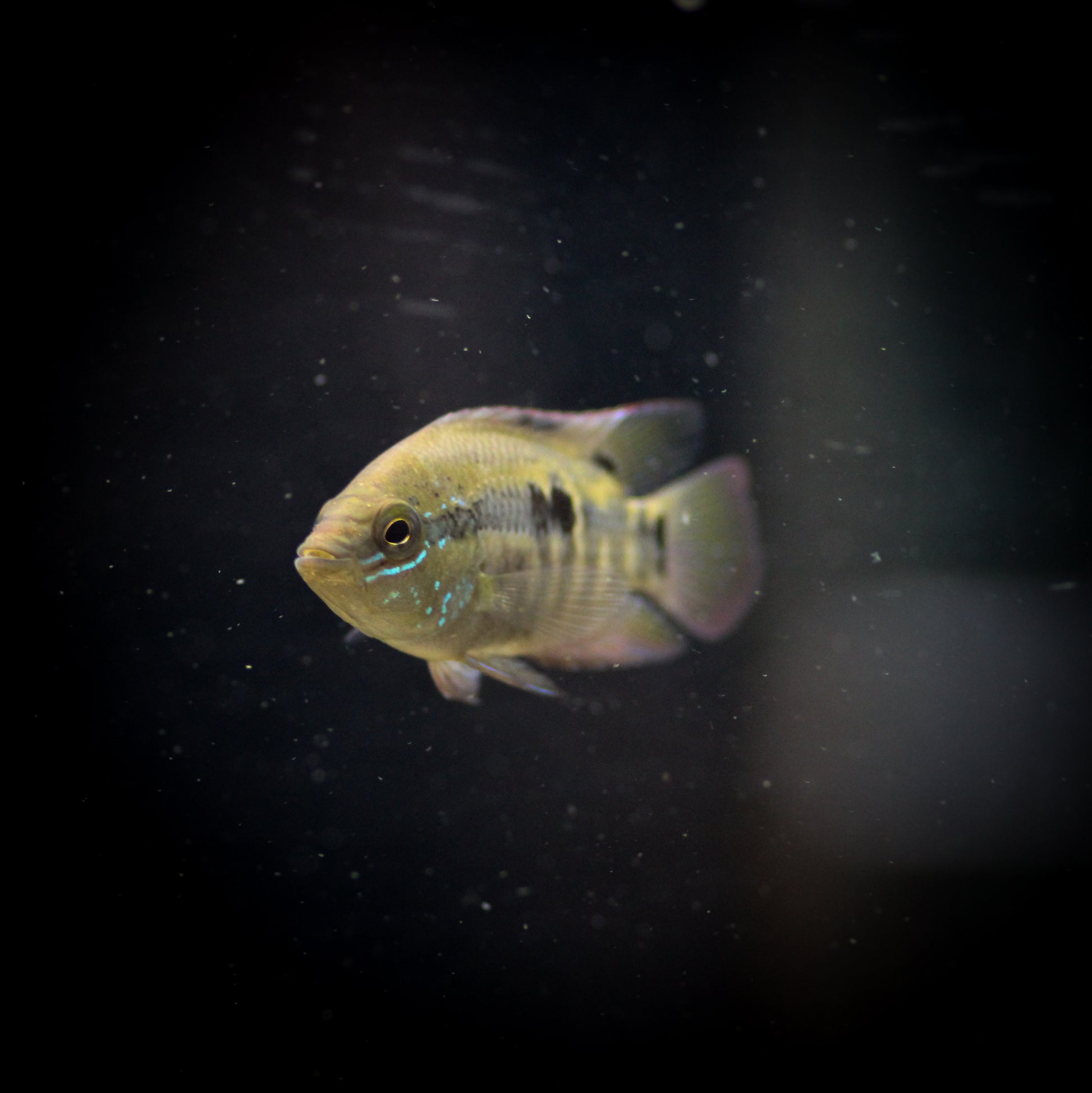 Salvini Cichlid