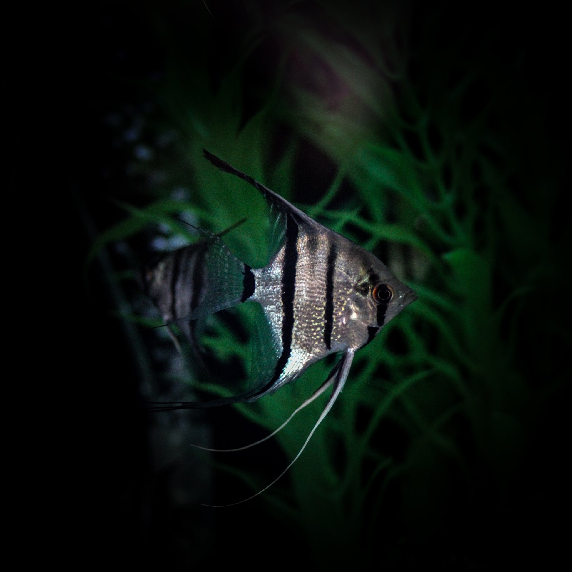 Scalare Angel (Pterophyllum Scalare)