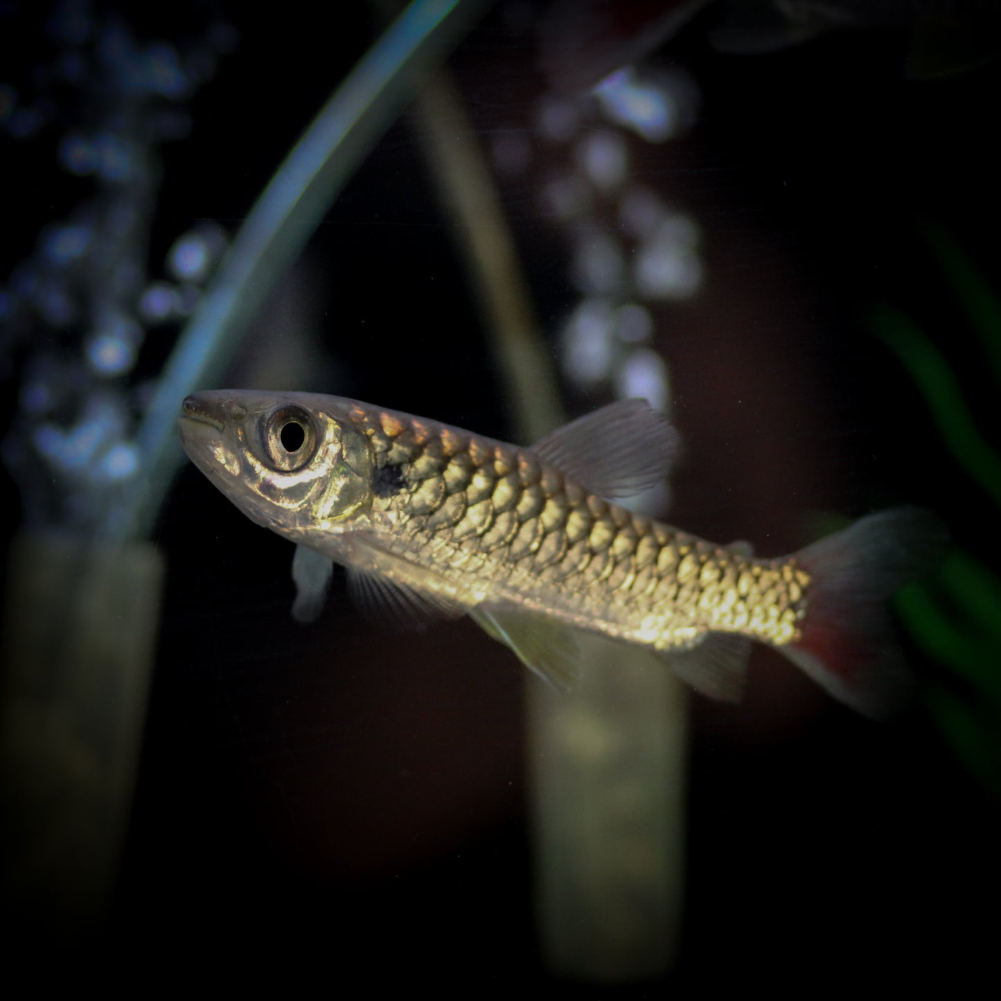 Scarlet Tail Chalceus (Chalceus epakros)