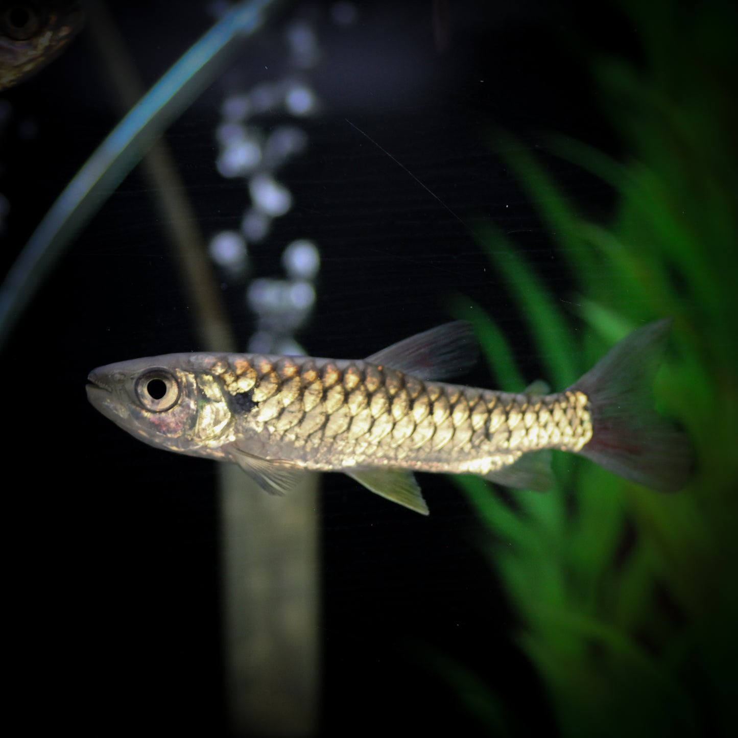 Scarlet Tail Chalceus (Chalceus epakros)