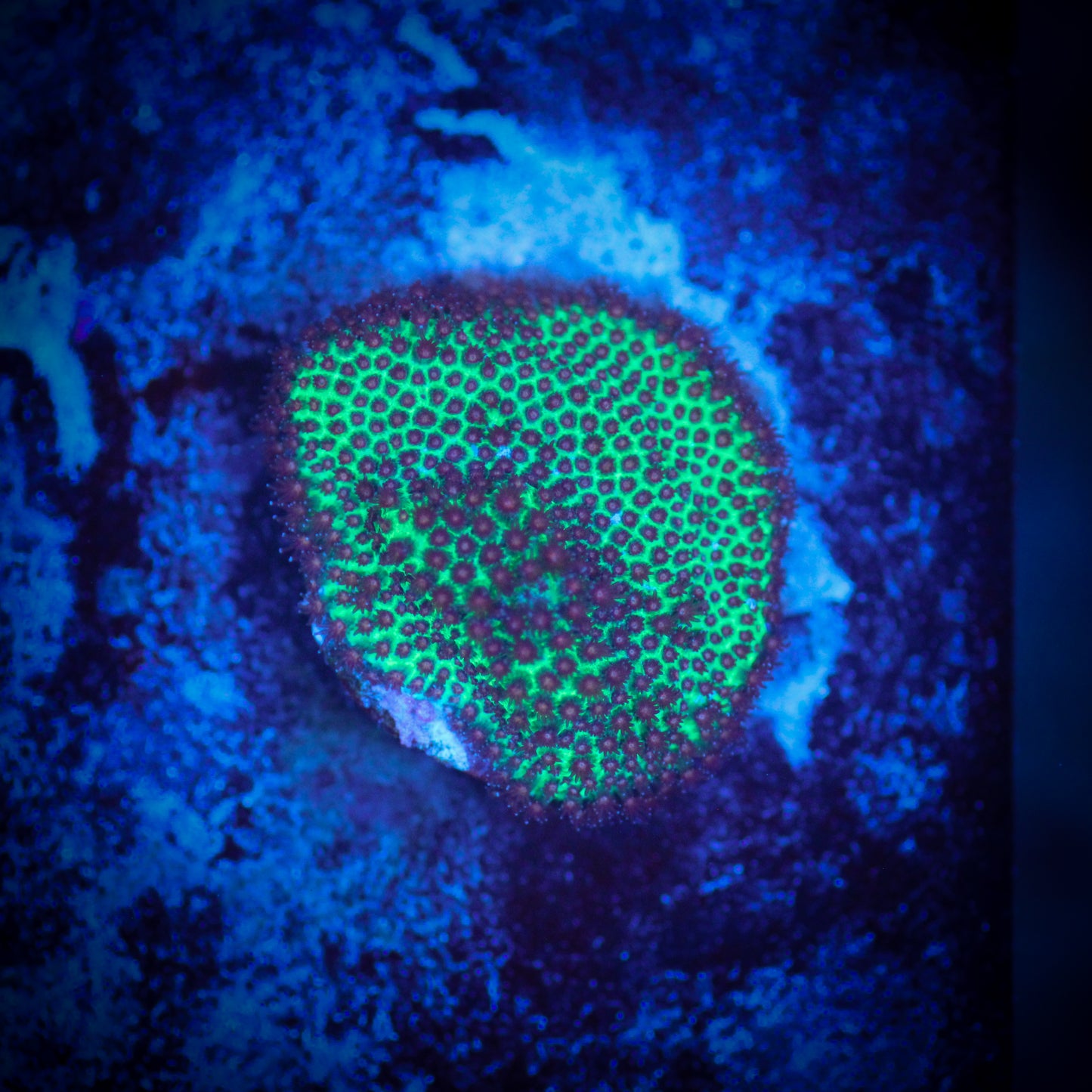 Screaming Demon Porites