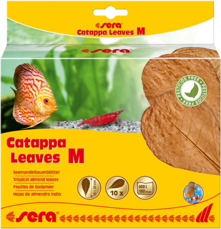 Sera Catappa Leaves M