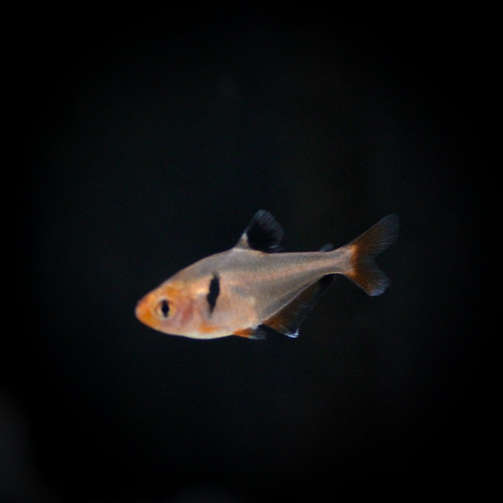 Serpae Tetra