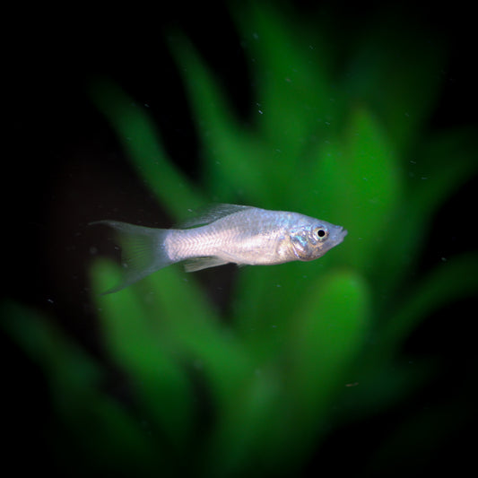 Silver Lyretail Molly