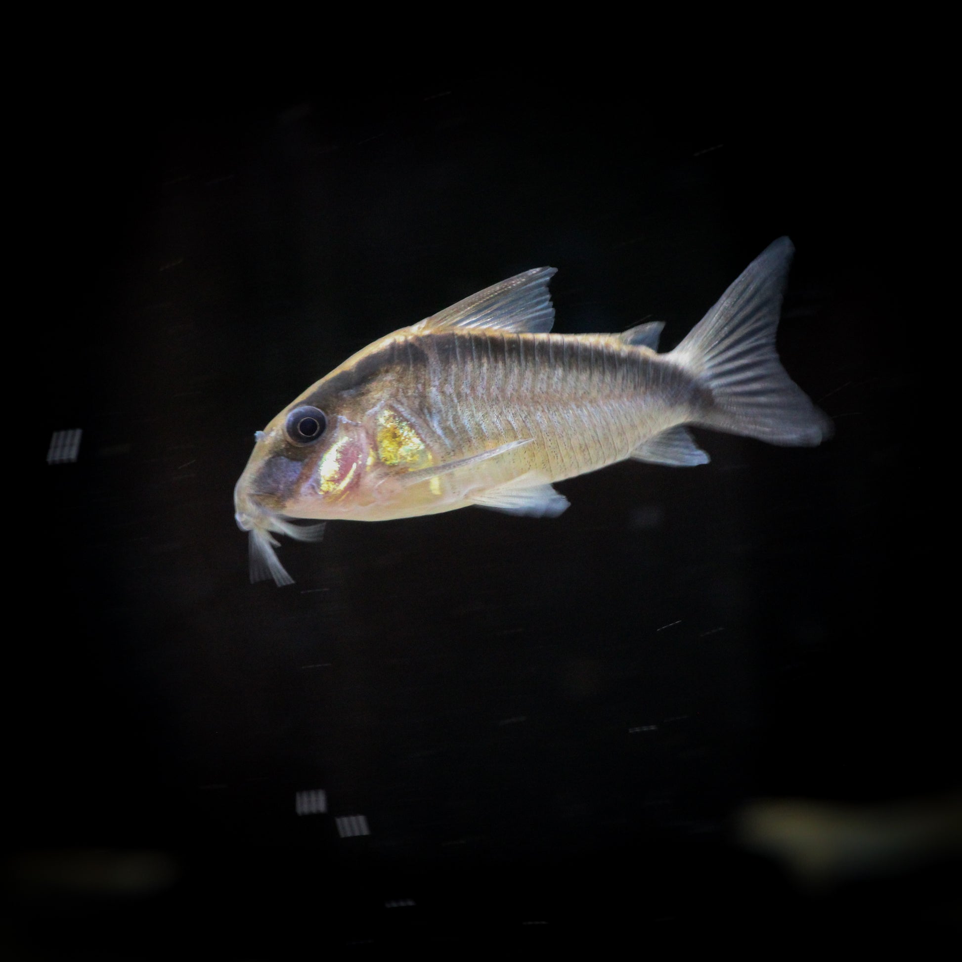 Skunk Corydoras