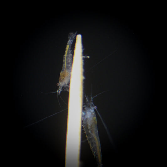 Snowball Shrimp