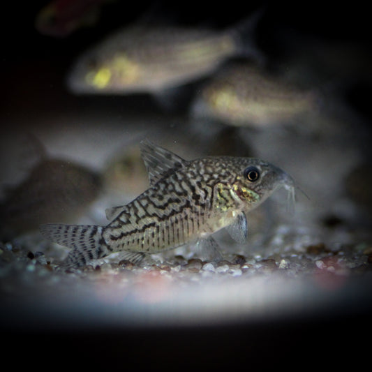 Sodalis Corydoras (Brochis Sodalis)