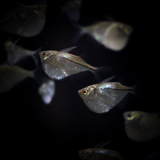 Spotfin Hatchetfish (Thoracocharax Stellatus)