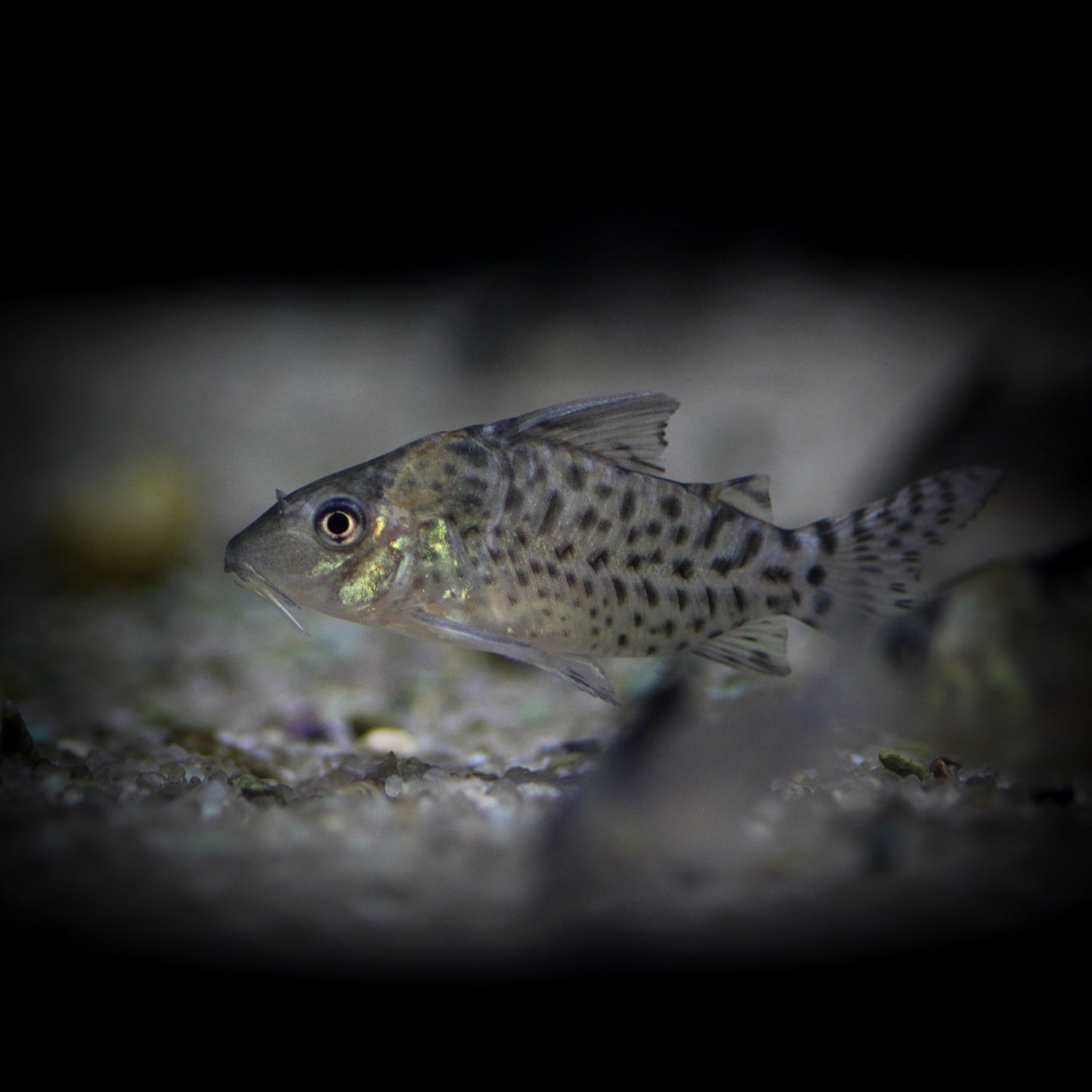 Spotted Corydoras (Corydoras Ambiacus)