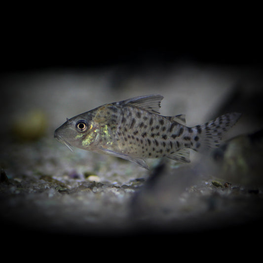 Spotted Corydoras (Corydoras Ambiacus)