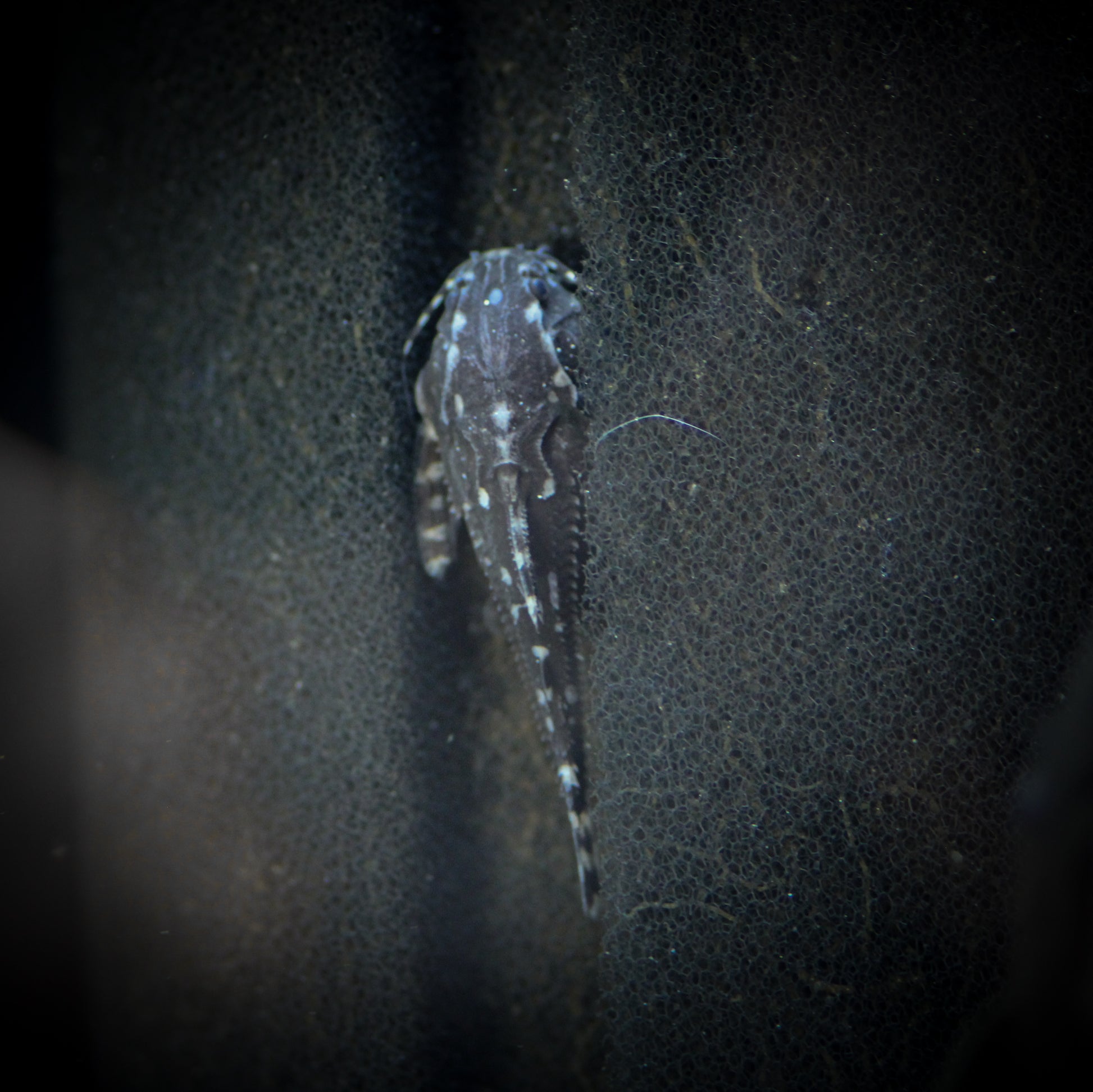 Spotted Raphael Catfish