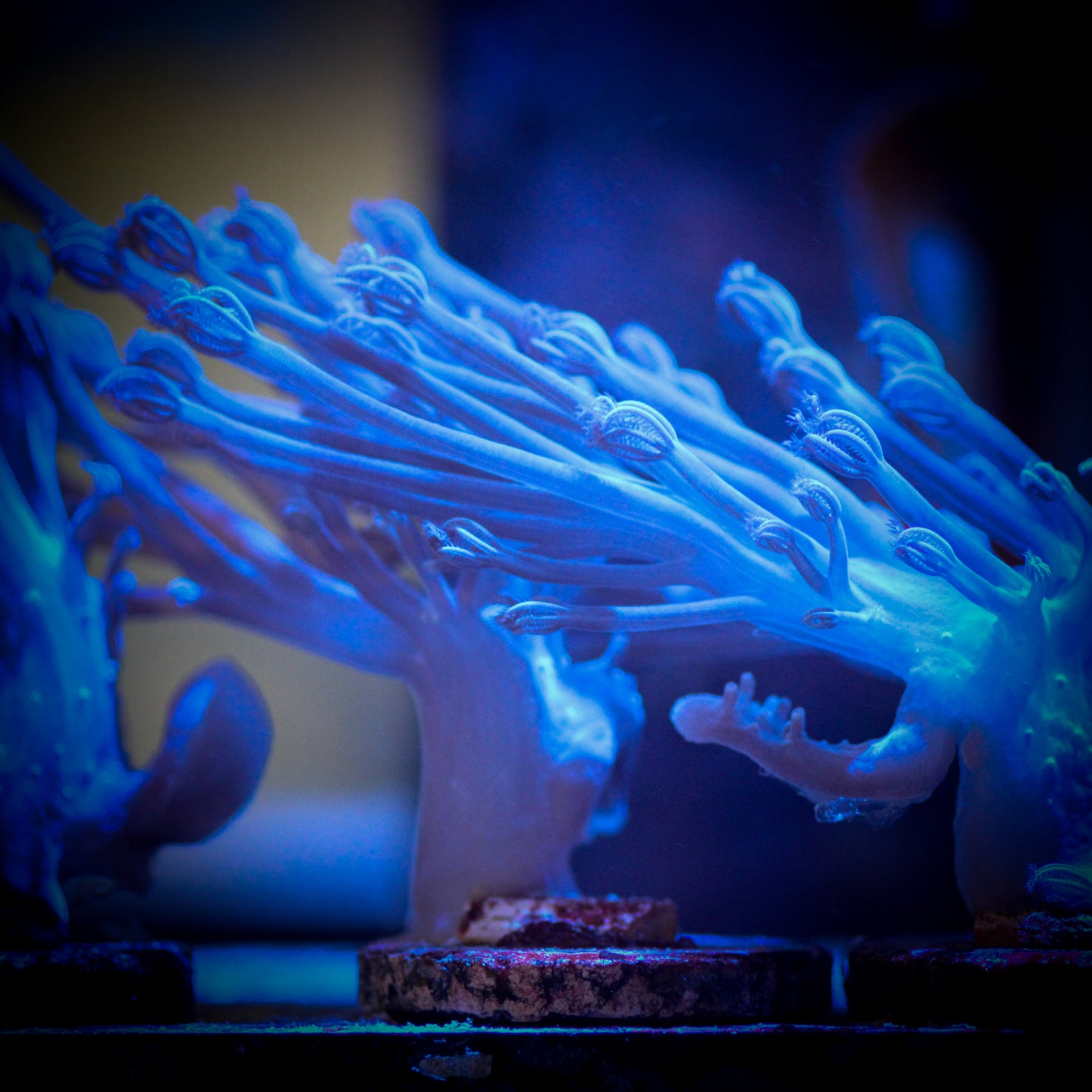 Starlight Cespitularia