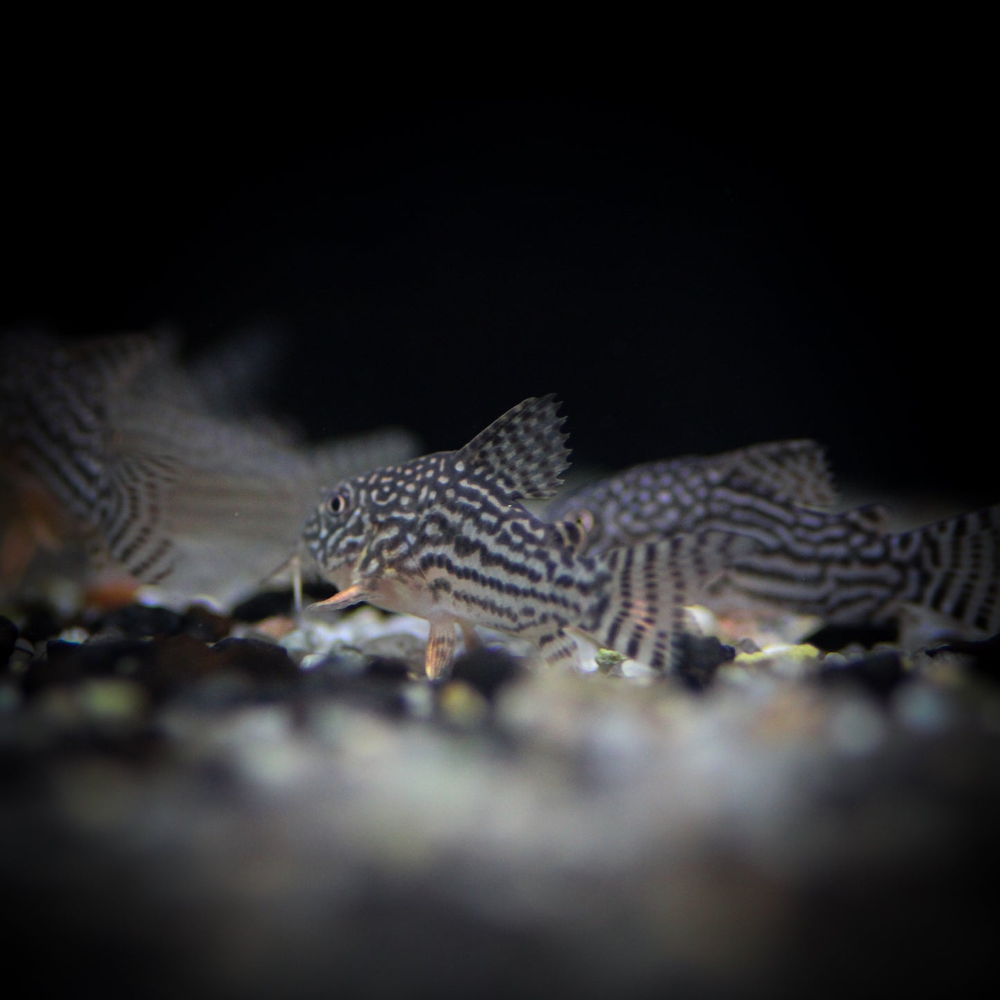 Sterbai Cory (Corydoras sterbai)