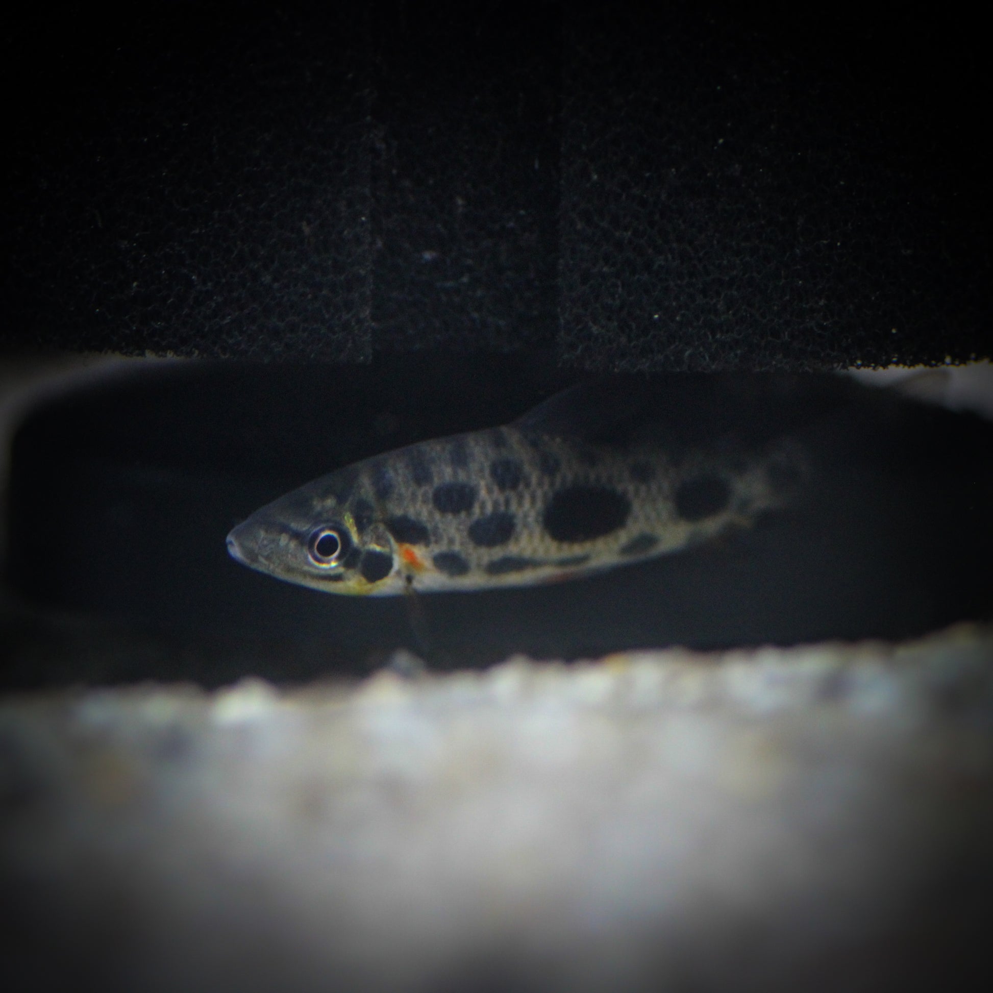 Strawberry Leporinus (Leporinus granti)
