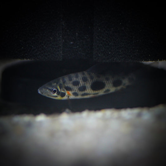 Strawberry Leporinus (Leporinus granti)