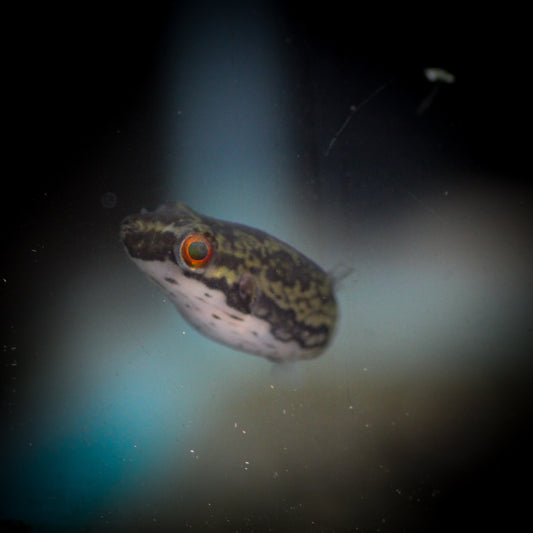 Sumatran Dwarf Red Eye Puffer